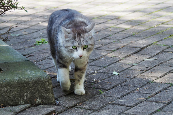 クロム　また甘えに来る