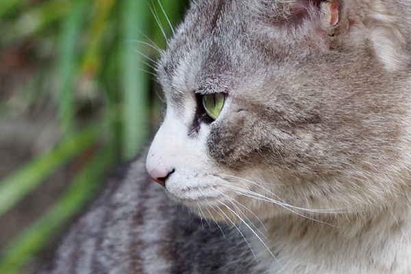 chrom profile closeup