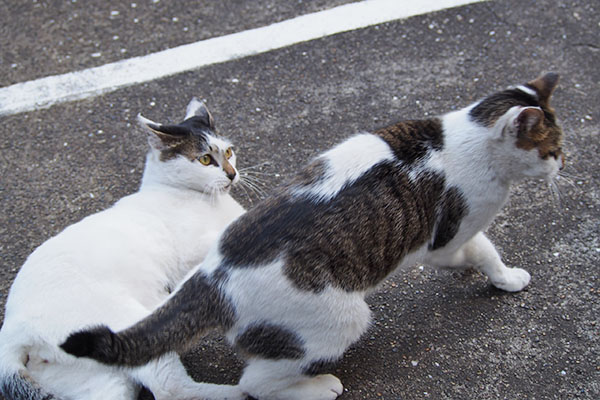 しまるとセイ　離脱