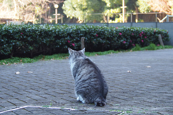 クロムの背中