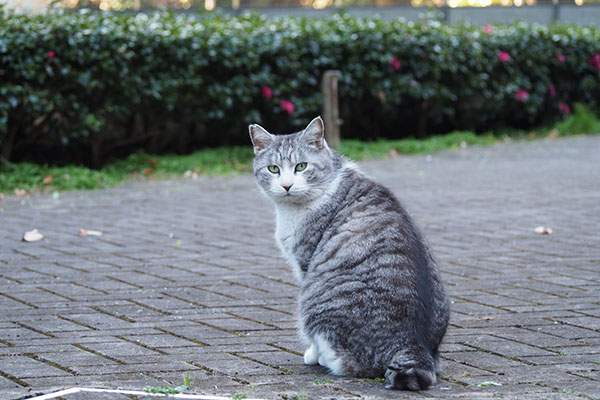 クロム　振り向く