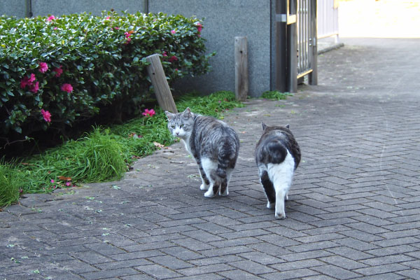 クロムが確認