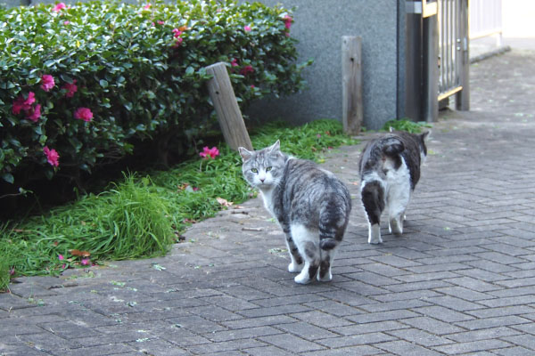 タンタルはずんずん行く