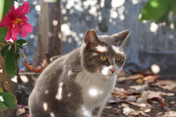 rex in the sunbeams