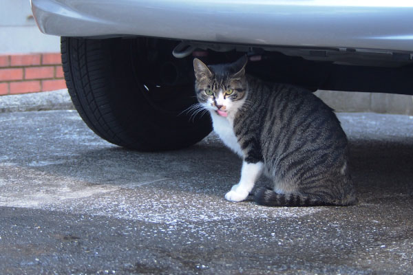 Linx sitting