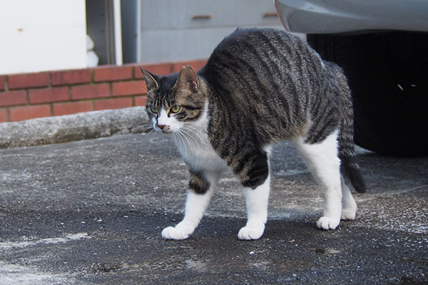 リンクス　猫へ戻る