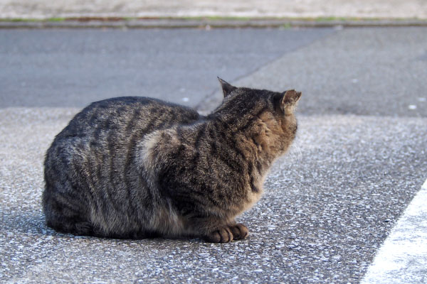 シマヲ　じっと見る