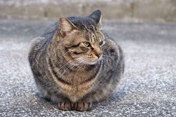 シマヲ　厳しい目で