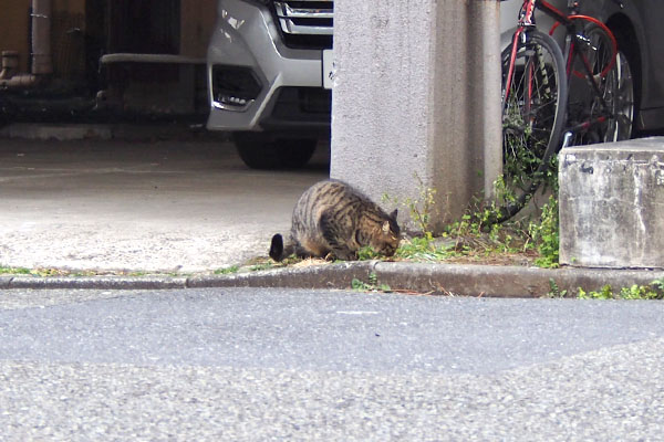 シマヲ　向こう側へ