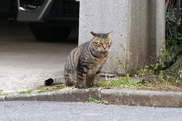 シマヲ　お座りしてイカ耳