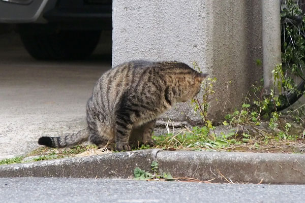 シマヲ　見てるけど隠さない