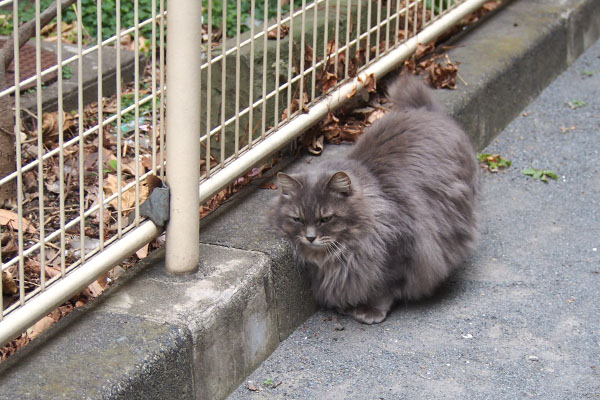 マフ　何かを感じてる