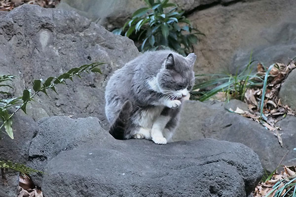 オット　グルーミング開始