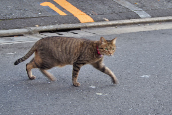 らい太　どこ行く