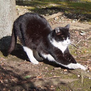 pochi stretching