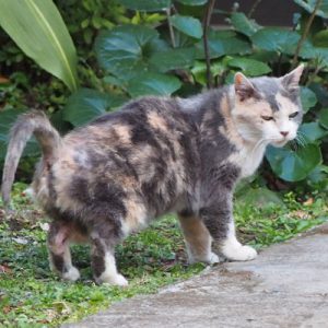 peeing calico