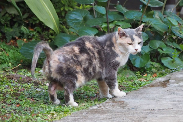 peeing calico