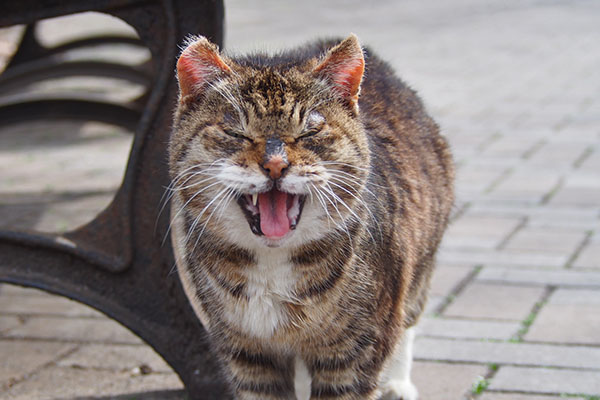 fox meowing