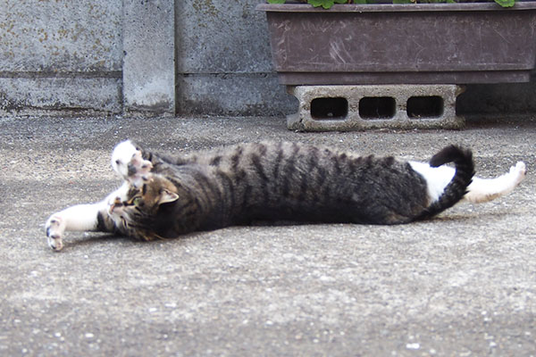 リンクス　転がり伸びる