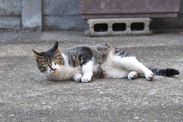 リンクス　転がりイカ耳