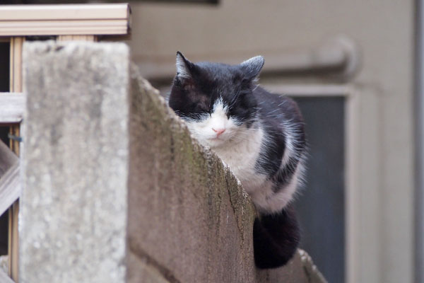 スズ　塀の上にぺたん