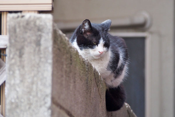 スズ　塀の上にぺたん　左むく