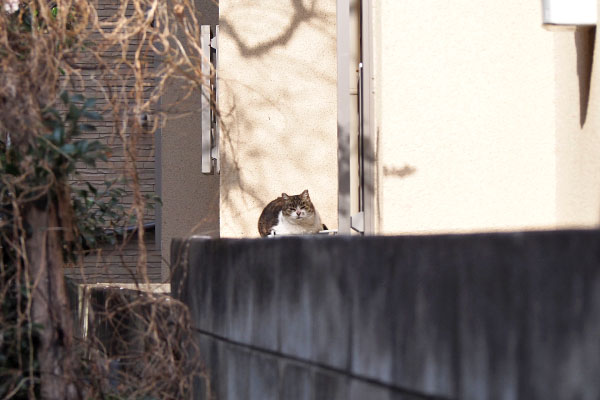 もも　裏に居た