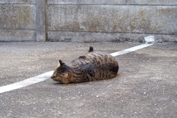 シマヲ　横になる