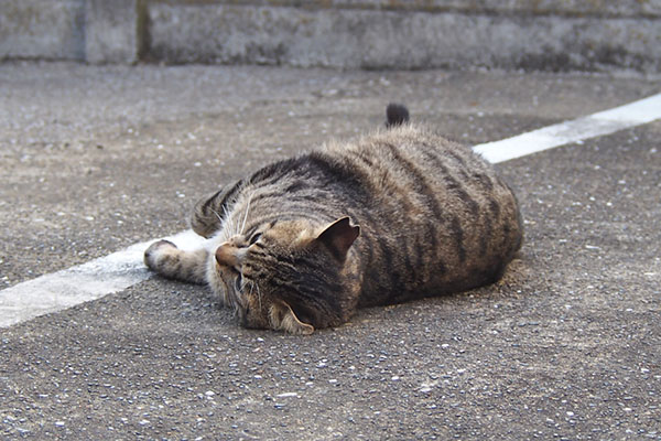 シマヲ　転がる