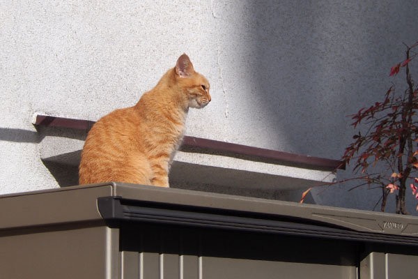 ソラちゃん　別角度から