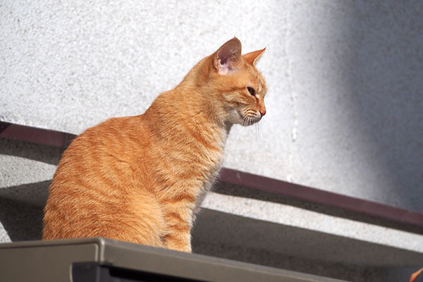 ソラちゃん　お目メぱっちり