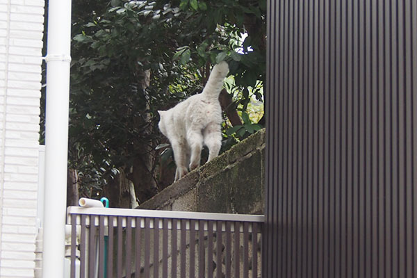 ライト　高い塀の上に