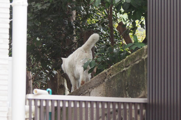 ライト　しっぽでバランスとる