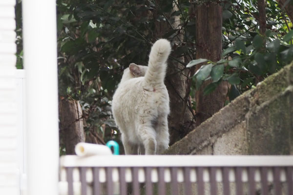 ライト　お屋敷を見てる