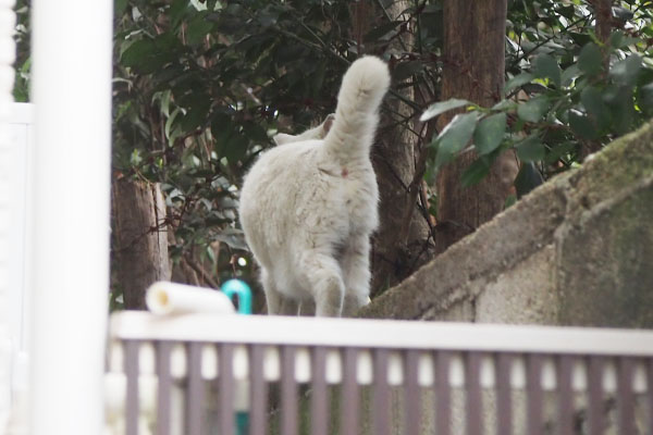 ライト　お屋敷へ降りて行った