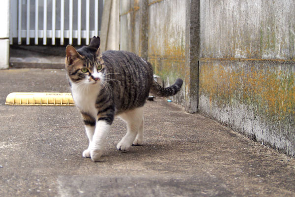 リンクス　あんたたち何してるの