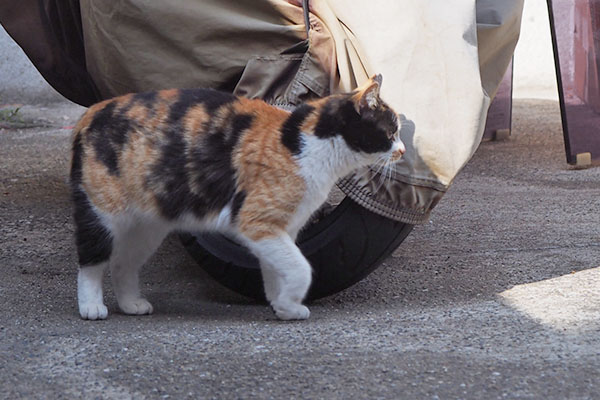 れもん　ふたりを見てる