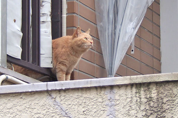 ミーレ　空見てる