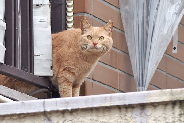 ミーレ　かわいい