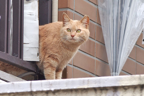 ミーレ　キリっとした