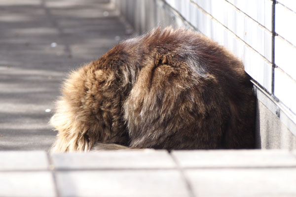くり坊　背中まるめて