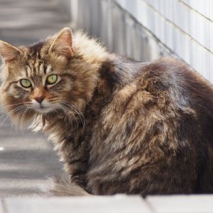 くり坊 誰にゃ