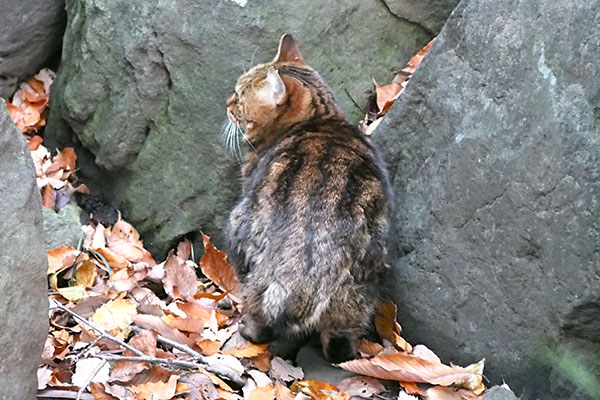 クラタン　考え中