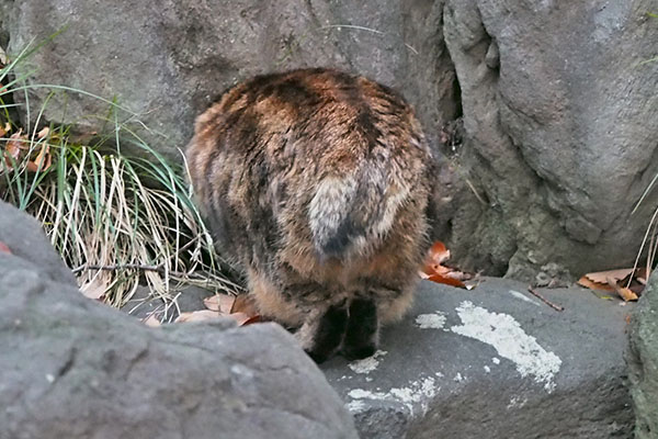 クラタン　一段上へ