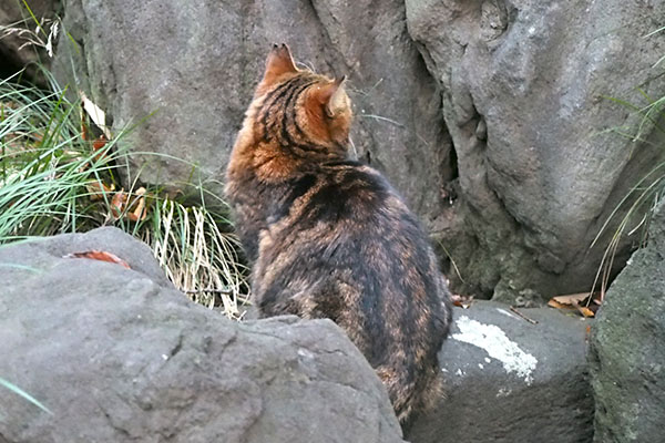 クラタン　上の方を見る