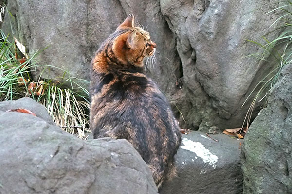 クラタン　真横見る