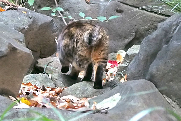 クラタン　進む