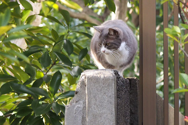 レックス　塀の上下見る