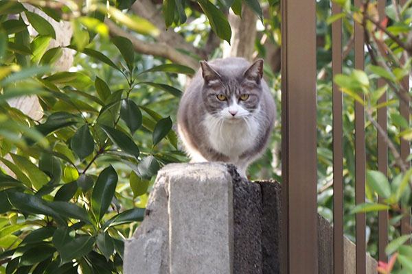 レックス　塀の上こっち見る