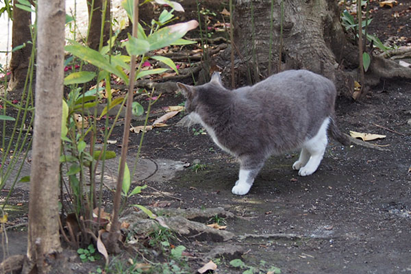 レックス　下りて来た